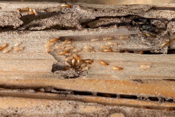 Best Residential Pest Control  in Ida Grove, IA